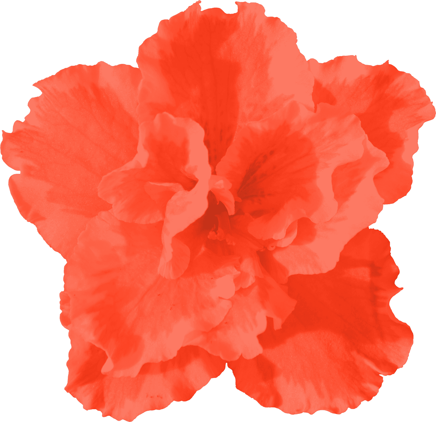 Röd blomma